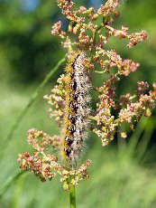 Медведица пурпурная 003